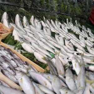 balik yerken bir kez daha dusunun mikroplastik tespit edildi 4ZuFQTt6