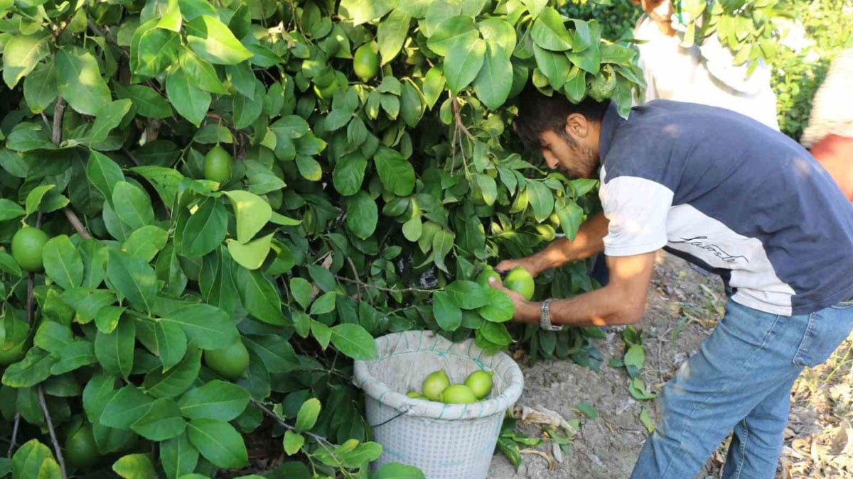 hasat 25 ve 27 eylul tarihlerinde basladi ihracat 2 ekimde baslayacak TDvBvmia