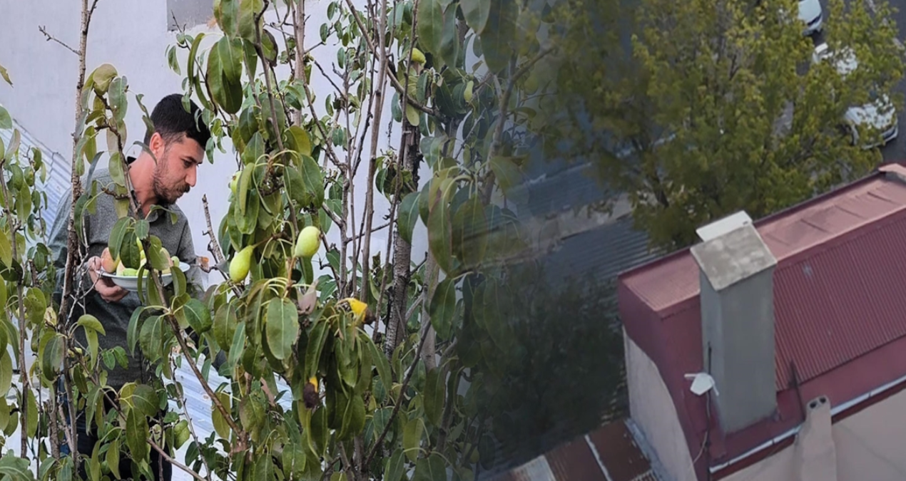 Meyve ağaçları, kafenin ortasında kaldı meyve agaclari kafenin ortasinda kaldi sxFUxnOs