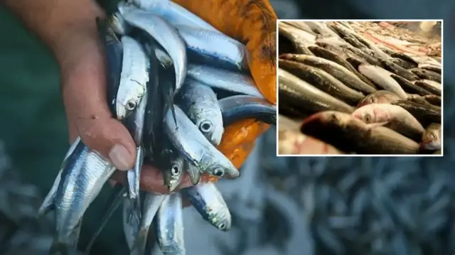 uzmanindan haftada en az 2 kez balik yiyin tavsiyesi dHlexrZa