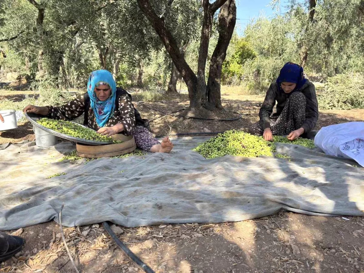 derik zeytini kurakligin pencesinde bZuk7vYc.jpg