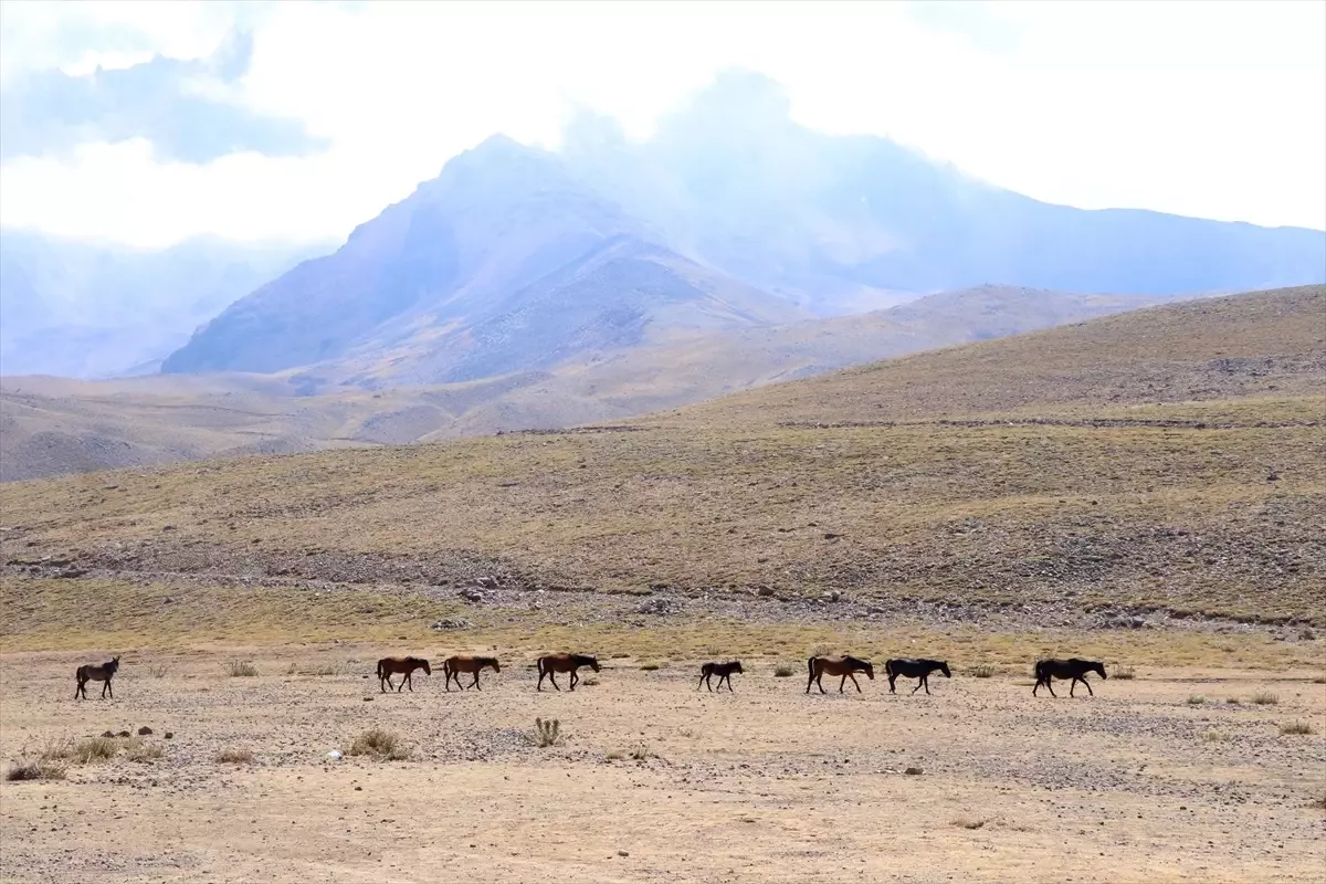 erciyeste yilki atlari ozgurce yasiyor pkXDNOIe.jpg