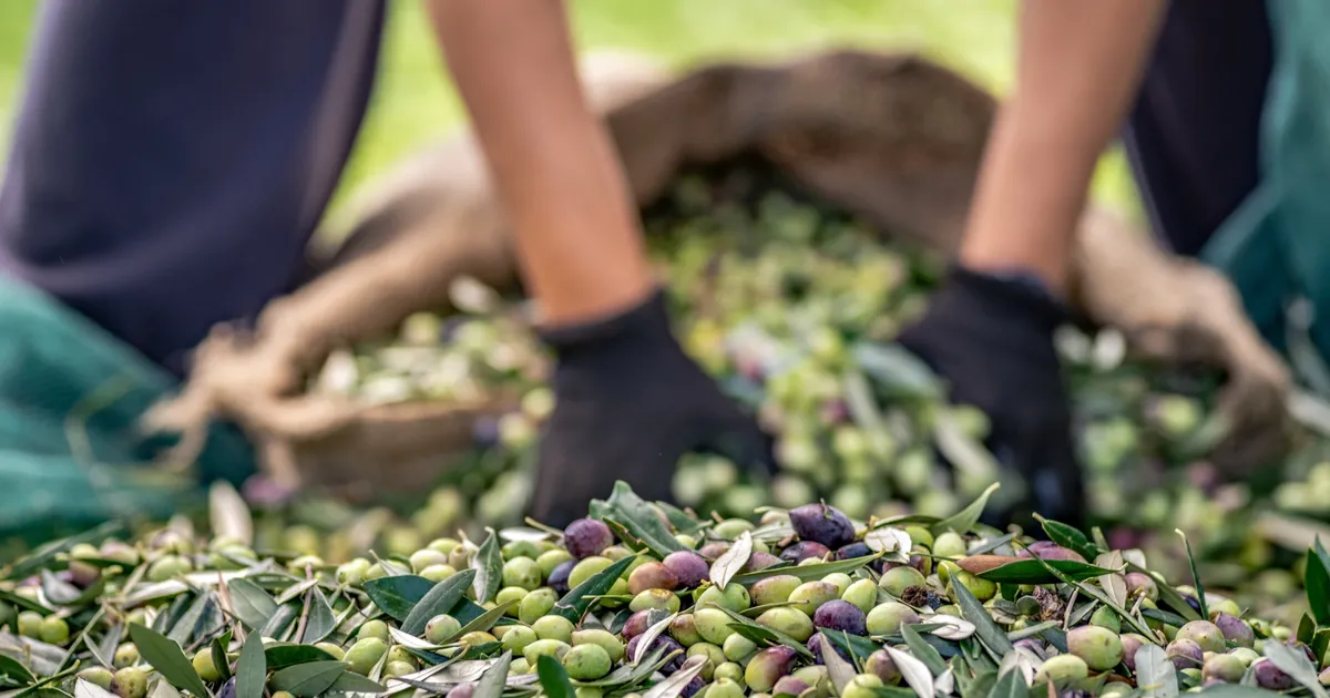 sofralik zeytin ihracatinda 255 milyon dolarlik tarihi rekor uF4ZQUvD