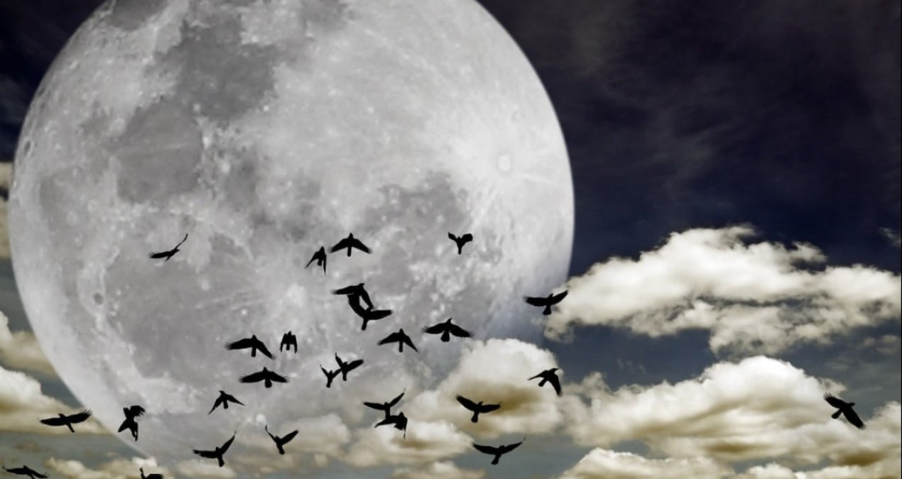 yuzlerce tur yok olmak uzere terk etmeye basladilar 3jszKLav.jpg