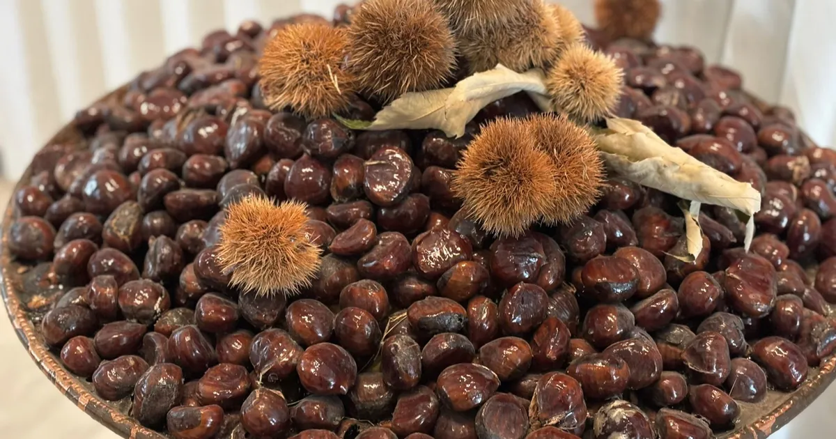 ‘Bursa Kestanesi’nin geleceği masaya yatırıldı