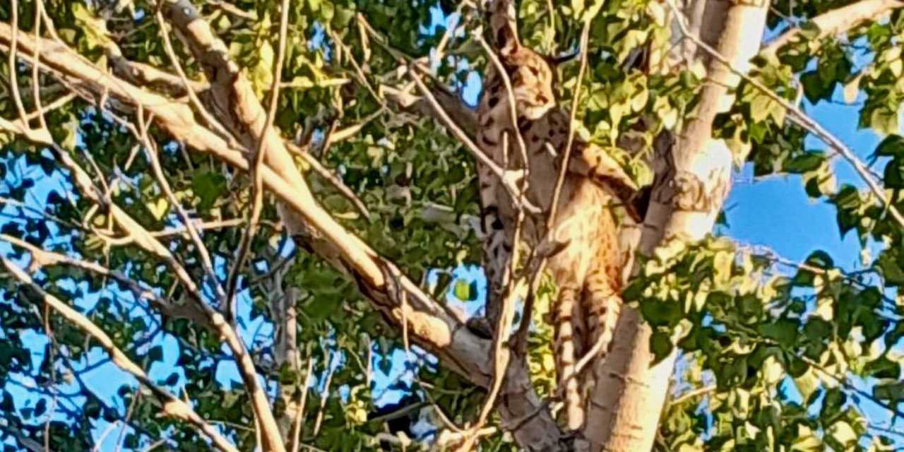 İlk defa bu kadar yakından görüntülendi: Anadolu parsının asaleti büyüledi