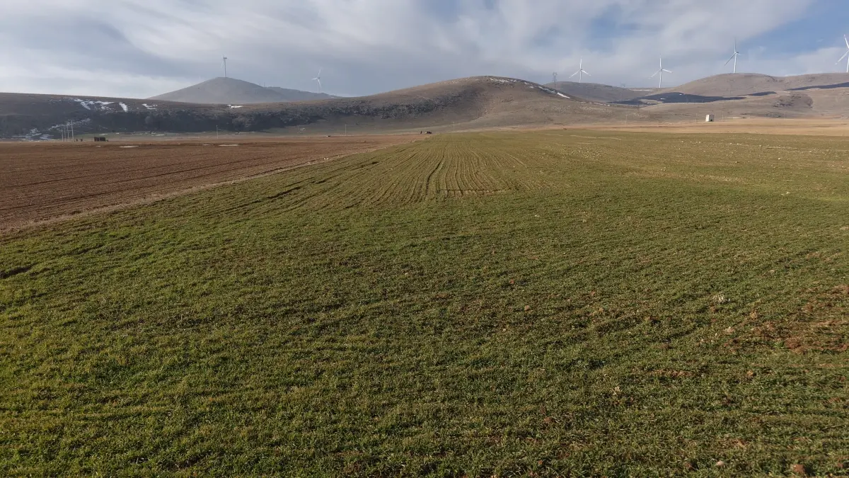 Konya Ovası’ndaki Yağışlar Çiftçiye Umut Verdi