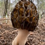 fethiye-kuziogobegi-mantarina-cografi-isaret-QhZeGGhR