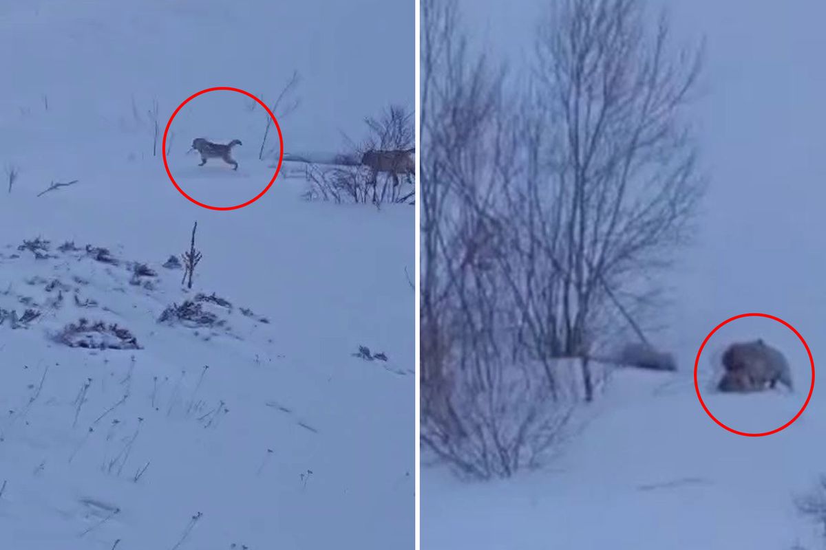 Kangal Köpekleri, Köyü Aç Kurtlardan Kurtardı